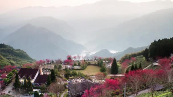 Time-lapse sakura pink flower on mountain in taiwan, cherry blossom — Stock Video